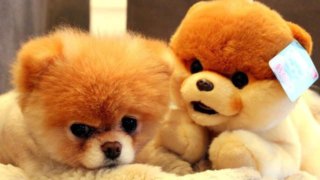 Pomeranian Boo
