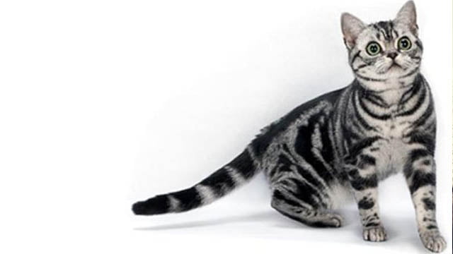 american-shortair american shortair