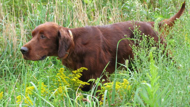 irish setter