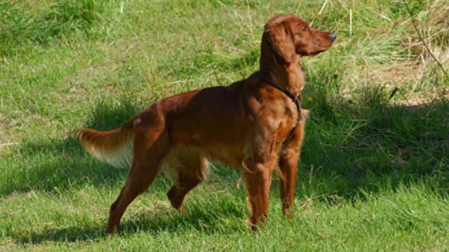 british setter