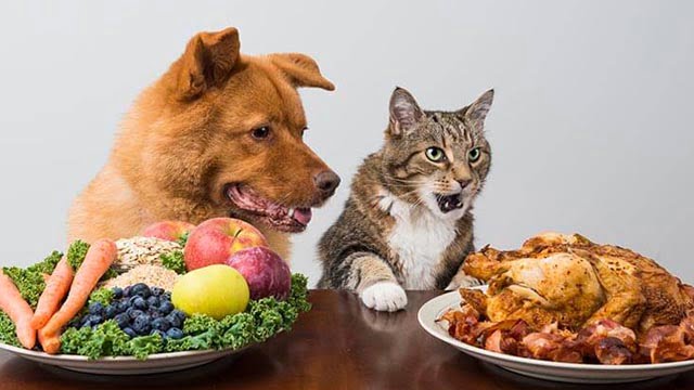 hayvanlarda seker hastaligi