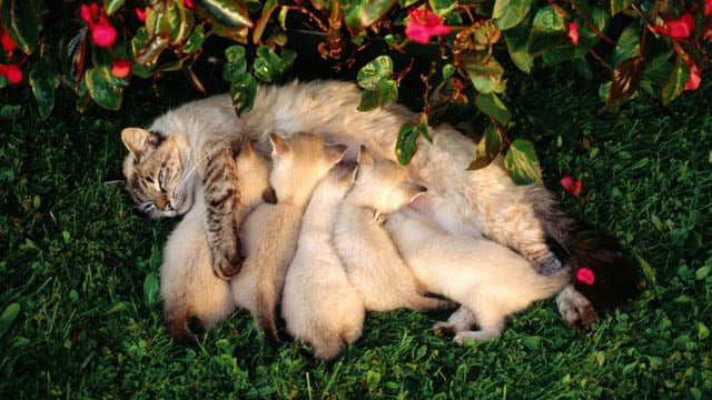 kedilerde bağışıklık sistemi rahatsızlıkları