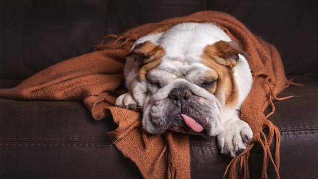 şişman kopeklerde seker hastaligi