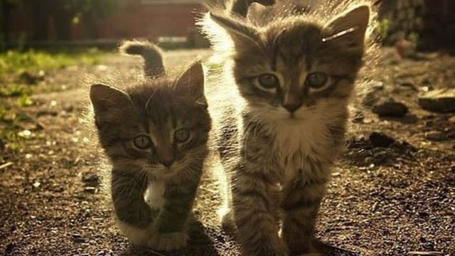 parklara neden kedi birakmamaliyiz