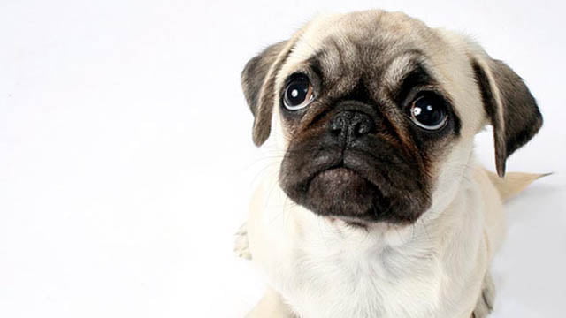 pug