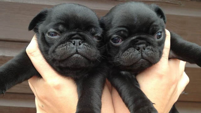 siyah pug