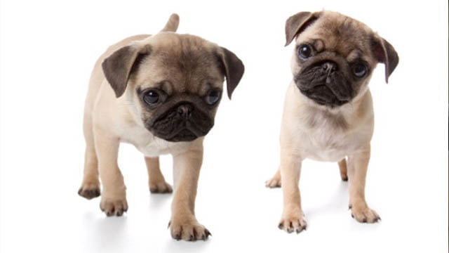 pug yavruları