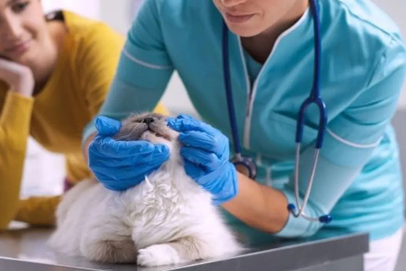 Veteriner Klinik yaklaşım ve çalışma düzeni